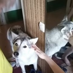 Подробнее об объявлении «Найдена собака в районе темерника Ростов-на-Дону» Фото: найдена собака Сибирская хаски «Найдена собака в районе темерника Ростов-на-Дону» в г. Ростов-на-Дону
