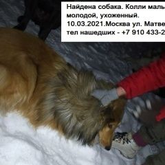 Подробнее об объявлении «Найдена собака кобель колли мальчик Москва» Фото: найдена собака Колли «Найдена собака кобель колли мальчик Москва» в г. Москва