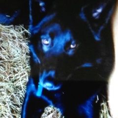 Подробнее об объявлении «Найдена собака Москва» Фото: найдена собака  «Найдена собака Москва» в г. Москва