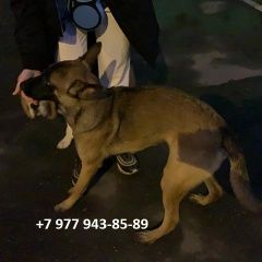 Подробнее об объявлении «Найдена собака Москва» Фото: найдена собака  «Найдена собака Москва» в г. Москва