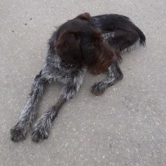Подробнее об объявлении «Найдена собака щенок, сука дратхаара Нижний Новгород» Фото: найдена собака Дратхаар «Найдена собака щенок, сука дратхаара Нижний...» в г. Нижний Новгород