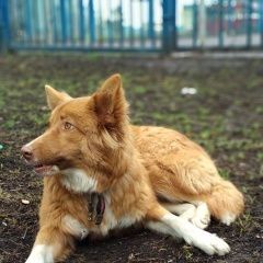 Подробнее об объявлении «Найдена собака Химки» Фото: найдена собака  «Найдена собака Химки» в г. Химки