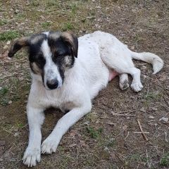 Подробнее об объявлении «Найдена собака Москва» Фото: найдена собака  «Найдена собака Москва» в г. Москва