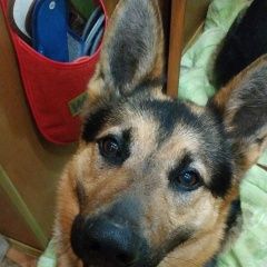 Подробнее об объявлении «Найдена собака кобель немецкая овчарка, кобель Красногорск» Фото: найдена собака Немецкая овчарка «Найдена собака кобель немецкая овчарка, кобель...» в г. Красногорск
