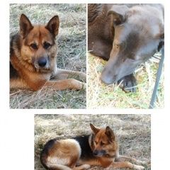 Подробнее об объявлении «Найдена собака овчарка и метис лабрадора Можайск» Фото: найдена собака  «Найдена собака овчарка и метис лабрадора Можайск» в г. Можайск