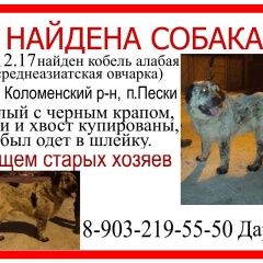 Подробнее об объявлении «Коломна Найдена собака кобель найдем алабай. мо» Фото: найдена собака Среднеазиатская овчарка «Коломна Найдена собака кобель найдем алабай. мо» в г. Коломна