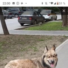 Подробнее об объявлении «Найдена собака кобель метис Москва» Фото: найдена собака  «Найдена собака кобель метис Москва» в г. Москва