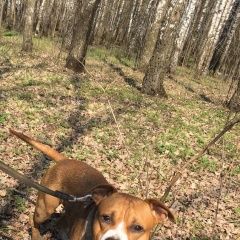 Подробнее об объявлении «Найдена собака кобель на парковке у мещерского леса стафф Москва» Фото: найдена собака Американский стаффордширский терьер «Найдена собака кобель на парковке у мещерского...» в г. Москва