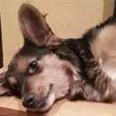 Подробнее об объявлении «Красноярск Найдена собака, девочка. г.» Фото: найдена собака  «Красноярск Найдена собака, девочка. г.» в г. Красноярск