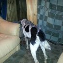 Подробнее об объявлении «Липецк Найдена собака кобель» Фото: найдена собака  «Липецк Найдена собака кобель» в г. Липецк