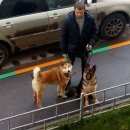 Подробнее об объявлении «Найдена собака кобель предположительно лайка, кобель Нижний Новгород» Фото: найдена собака Западно-сибирская лайка «Найдена собака кобель предположительно лайка,...» в г. Нижний Новгород