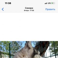 Подробнее об объявлении «Самара Найдена собака» Фото: найдена собака Сибирская хаски «Самара Найдена собака» в г. Самара