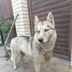 Подробнее об объявлении «Краснодар Найдена собака девочка хаски молодая» Фото: найдена собака Ханаанская собака «Краснодар Найдена собака девочка хаски молодая» в г. Краснодар