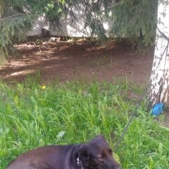 Подробнее об объявлении «Найдена собака в районе солнцевского пр. Москва» Фото: найдена собака  «Найдена собака в районе солнцевского пр. Москва» в г. Москва