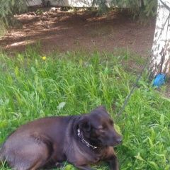 Подробнее об объявлении «Найдена собака в районе солнцевского пр-та Москва» Фото: найдена собака  «Найдена собака в районе солнцевского пр-та Москва» в г. Москва