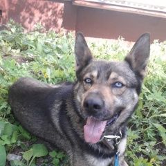 Подробнее об объявлении «Найдена собака кобель Москва» Фото: найдена собака  «Найдена собака кобель Москва» в г. Москва