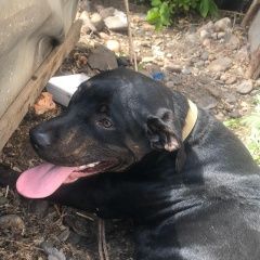 Подробнее об объявлении «Красноярск Найдена собака кобель пес» Фото: найдена собака  «Красноярск Найдена собака кобель пес» в г. Красноярск