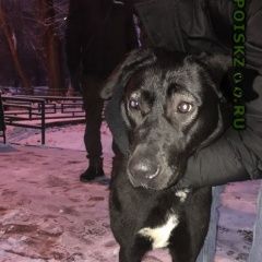 Подробнее об объявлении «Найдена собака Химки» Фото: найдена собака  «Найдена собака Химки» в г. Химки