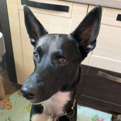 Подробнее об объявлении «Найдена собака срочно ищет новый дом Москва» Фото: найдена собака  «Найдена собака срочно ищет новый дом Москва» в г. Москва