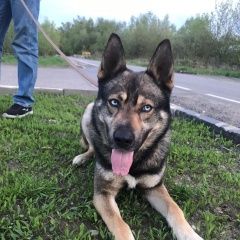 Подробнее об объявлении «Найдена собака кобель Москва» Фото: найдена собака  «Найдена собака кобель Москва» в г. Москва