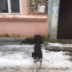 Подробнее об объявлении «Найдена собака замечена хаска Солнечногорск» Фото: найдена собака  «Найдена собака замечена хаска Солнечногорск» в г. Солнечногорск
