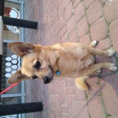 Подробнее об объявлении «Геленджик Найдена собака кобель на крымской 3» Фото: найдена собака  «Геленджик Найдена собака кобель на крымской 3» в г. Геленджик