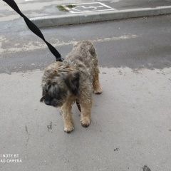 Подробнее об объявлении «Найдена собака Москва» Фото: найдена собака  «Найдена собака Москва» в г. Москва