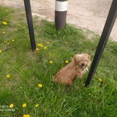 Подробнее об объявлении «Найдена собака в бунятино Дмитров» Фото: найдена собака  «Найдена собака в бунятино Дмитров» в г. Дмитров