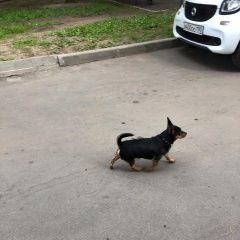 Подробнее об объявлении «Найдена собака Москва» Фото: найдена собака  «Найдена собака Москва» в г. Москва