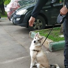 Подробнее об объявлении «Найдена собака щенок девочка~ лайка Москва» Фото: найдена собака  «Найдена собака щенок девочка~ лайка Москва» в г. Москва