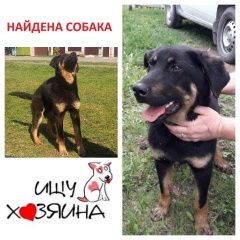 Подробнее об объявлении «Найдена собака кобель Тюмень» Фото: найдена собака  «Найдена собака кобель Тюмень» в г. Тюмень