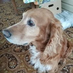 Подробнее об объявлении «Найдена собака кобель Москва» Фото: найдена собака Русский охотничий спаниель «Найдена собака кобель Москва» в г. Москва
