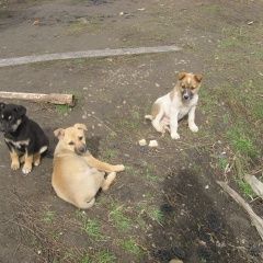 Подробнее об объявлении «Краснодар Найдена собака кобель порода неизвестна» Фото: найдена собака  «Краснодар Найдена собака кобель порода неизвестна» в г. Краснодар