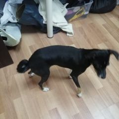 Подробнее об объявлении «Краснодар Найдена собака той терьер с разными глазами» Фото: найдена собака Той-терьер «Краснодар Найдена собака той терьер с разными...» в г. Краснодар