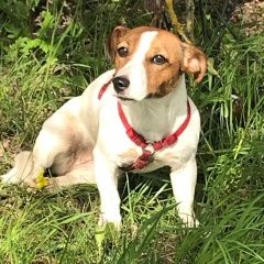 Подробнее об объявлении «Найдена собака джек рассел Дмитров» Фото: найдена собака Джек рассел терьер «Найдена собака джек рассел Дмитров» в г. Дмитров