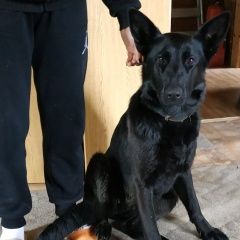 Подробнее об объявлении «Найдена собака ищет хозяина Дмитров» Фото: найдена собака Немецкая овчарка «Найдена собака ищет хозяина Дмитров» в г. Дмитров