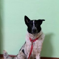 Подробнее об объявлении «Найдена собака кобель пес Москва» Фото: найдена собака  «Найдена собака кобель пес Москва» в г. Москва