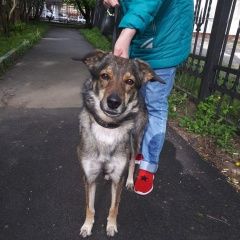 Подробнее об объявлении «Найдена собака измайлово Москва» Фото: найдена собака  «Найдена собака измайлово Москва» в г. Москва