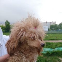 Подробнее об объявлении «Найдена собака сука кормящая пудель персиковый люблино Москва» Фото: найдена собака Пудель «Найдена собака сука кормящая пудель персиковый...» в г. Москва