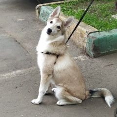 Подробнее об объявлении «Найдена собака ищем ей дом Москва» Фото: найдена собака  «Найдена собака ищем ей дом Москва» в г. Москва