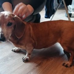 Подробнее об объявлении «Найдена собака такса Электросталь» Фото: найдена собака Такса «Найдена собака такса Электросталь» в г. Электросталь