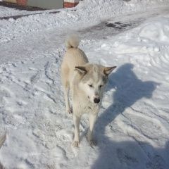 Подробнее об объявлении «Тюмень Найдена собака кобель» Фото: найдена собака Западно-сибирская лайка «Тюмень Найдена собака кобель» в г. Тюмень