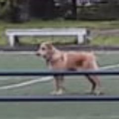 Подробнее об объявлении «Найдена собака Москва» Фото: найдена собака  «Найдена собака Москва» в г. Москва