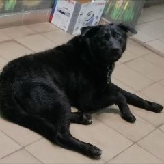 Подробнее об объявлении «Найдена собака Электросталь» Фото: найдена собака  «Найдена собака Электросталь» в г. Электросталь