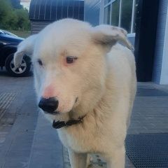 Подробнее об объявлении «Найдена собака кобель ищем родного хозяина Гусь Железный» Фото: найдена собака  «Найдена собака кобель ищем родного хозяина Гусь...» в г. Гусь Железный