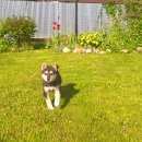 Подробнее об объявлении «Нарофоминск Найдена собака отдадим в добрые руки» Фото: найдена собака  «Нарофоминск Найдена собака отдадим в добрые руки» в г. Нарофоминск