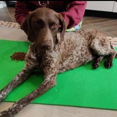 Подробнее об объявлении «Краснодар Найдена собака курцхаар, девочка, юмр» Фото: найдена собака Курцхаар «Краснодар Найдена собака курцхаар, девочка, юмр» в г. Краснодар