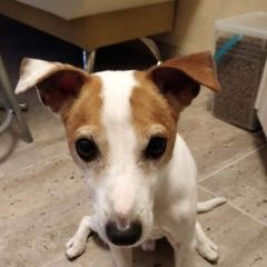 Подробнее об объявлении «Найдена собака кобель джек рассел терьер кобель Москва» Фото: найдена собака Джек рассел терьер «Найдена собака кобель джек рассел терьер кобель...» в г. Москва