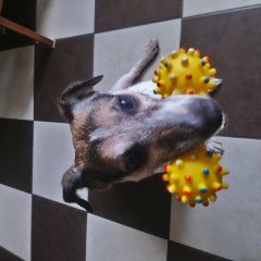 Подробнее об объявлении «Найдена собака кобель джек рассел терьер Реутов» Фото: найдена собака Джек рассел терьер «Найдена собака кобель джек рассел терьер Реутов» в г. Реутов