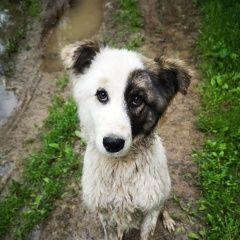 Подробнее об объявлении «Найдена собака кобель ский район, снт иванцево Дмитров» Фото: найдена собака  «Найдена собака кобель ский район, снт иванцево...» в г. Дмитров